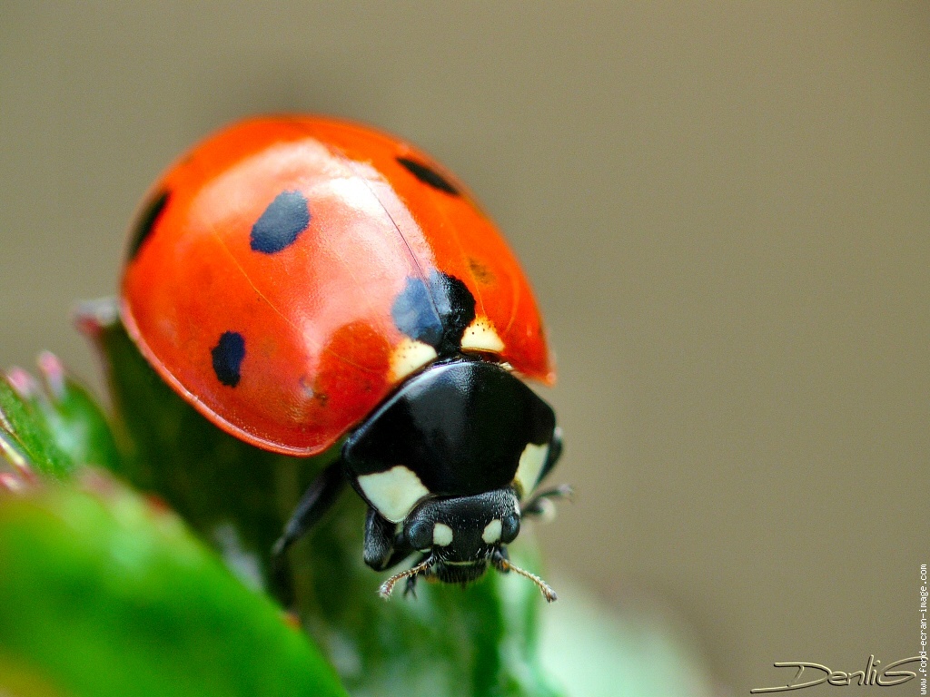coccinella sp