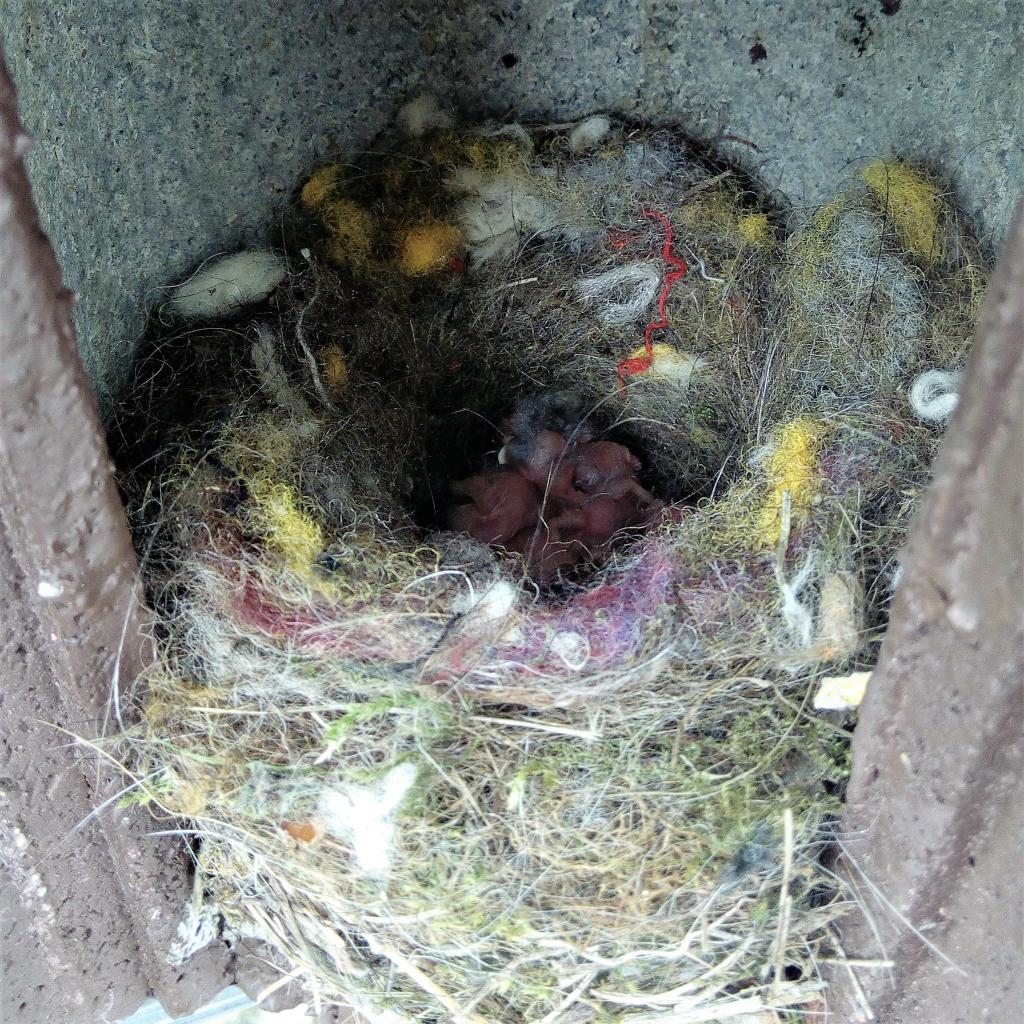 Colourful tit nest