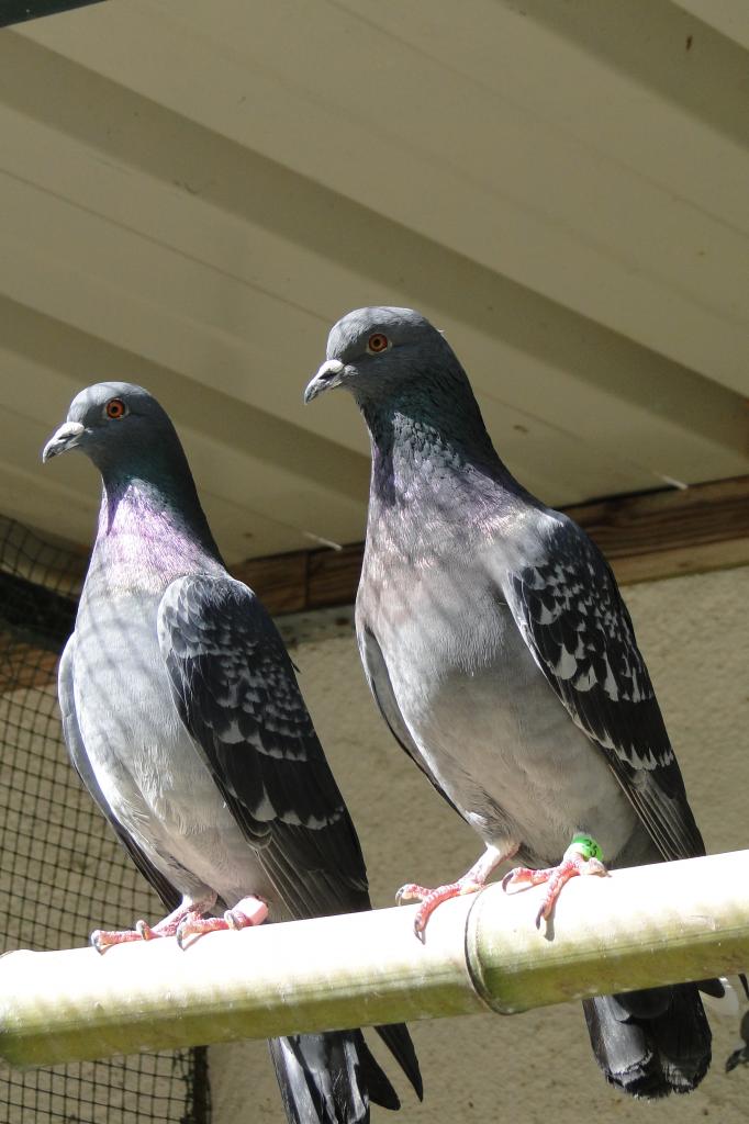 Feral pigeons 