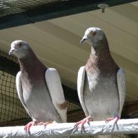 Feral pigeons 