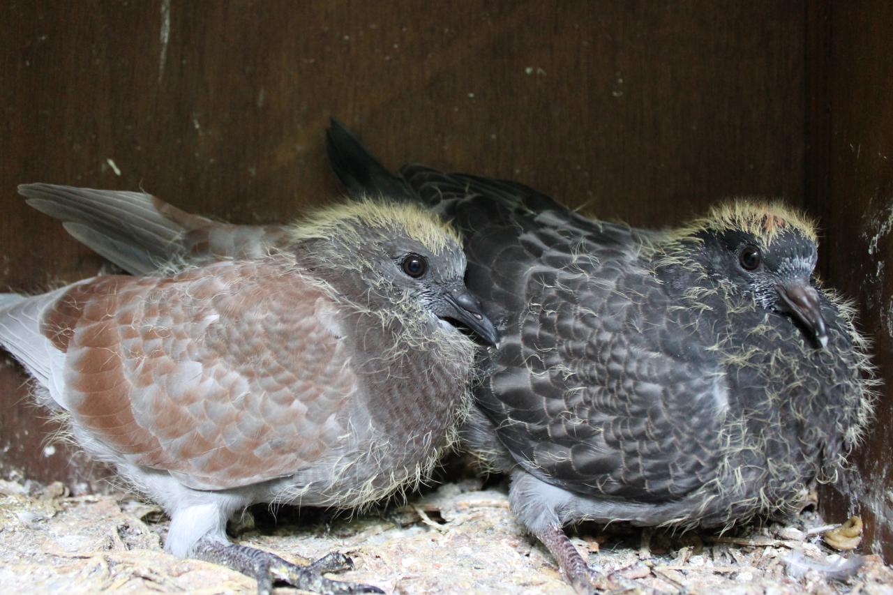 Feral pigeon juveniles