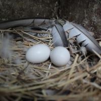 Feral pigeon eggs