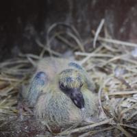 Feral pigeon nestling